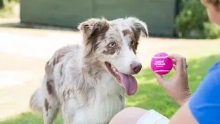 Aviva partners with pet insurance specialist