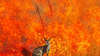 Perils lifts Victoria bushfires insured loss estimate to $572m