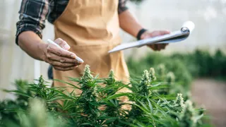 Pothead: NFP expands cannabis insurance with specialist acquisition